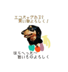 コロとコハルの日常（個別スタンプ：5）