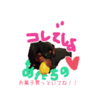 コロとコハルの日常（個別スタンプ：12）