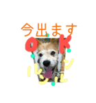コロとコハルの日常（個別スタンプ：14）