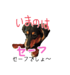 コロとコハルの日常（個別スタンプ：15）