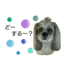 [Live action] Funny cute Shih-Tzu dog（個別スタンプ：3）