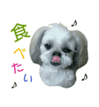 [Live action] Funny cute Shih-Tzu dog（個別スタンプ：4）