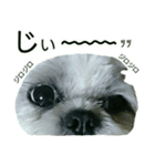 [Live action] Funny cute Shih-Tzu dog（個別スタンプ：5）