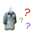 [Live action] Funny cute Shih-Tzu dog（個別スタンプ：6）