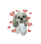 [Live action] Funny cute Shih-Tzu dog（個別スタンプ：9）