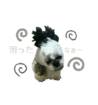 [Live action] Funny cute Shih-Tzu dog（個別スタンプ：10）