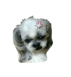 [Live action] Funny cute Shih-Tzu dog（個別スタンプ：11）