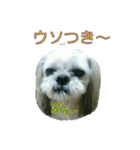 [Live action] Funny cute Shih-Tzu dog（個別スタンプ：12）