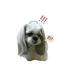 [Live action] Funny cute Shih-Tzu dog（個別スタンプ：13）