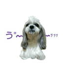 [Live action] Funny cute Shih-Tzu dog（個別スタンプ：18）