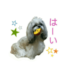 [Live action] Funny cute Shih-Tzu dog（個別スタンプ：19）