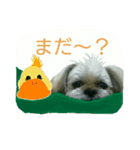 [Live action] Funny cute Shih-Tzu dog（個別スタンプ：20）