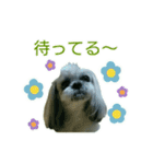 [Live action] Funny cute Shih-Tzu dog（個別スタンプ：21）