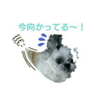 [Live action] Funny cute Shih-Tzu dog（個別スタンプ：22）