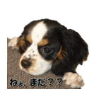 アルルとラン（個別スタンプ：12）