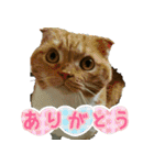 きなことあんこ（個別スタンプ：7）
