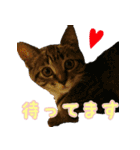 きなことあんこ（個別スタンプ：8）