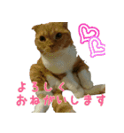 きなことあんこ（個別スタンプ：10）
