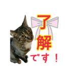 きなことあんこ（個別スタンプ：16）