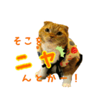 きなことあんこ（個別スタンプ：18）