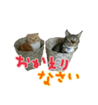 きなことあんこ（個別スタンプ：22）