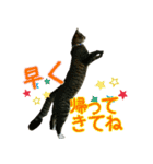 きなことあんこ（個別スタンプ：23）