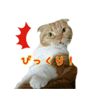 きなことあんこ（個別スタンプ：27）