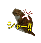 きなことあんこ（個別スタンプ：28）