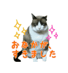 きなことあんこ（個別スタンプ：31）