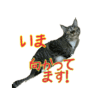 きなことあんこ（個別スタンプ：32）