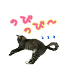 きなことあんこ（個別スタンプ：33）