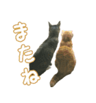 きなことあんこ（個別スタンプ：35）