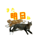 きなことあんこ（個別スタンプ：36）