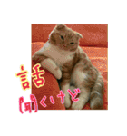 きなことあんこ（個別スタンプ：40）