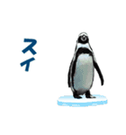 動く！ペンギン（個別スタンプ：4）