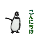 動く！ペンギン（個別スタンプ：7）