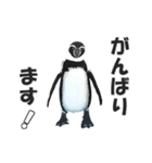 動く！ペンギン（個別スタンプ：13）