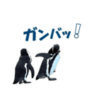 動く！ペンギン（個別スタンプ：14）