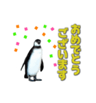 動く！ペンギン（個別スタンプ：15）