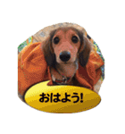 Elfie＆Shineスタンプ（個別スタンプ：5）