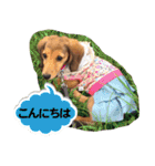 Elfie＆Shineスタンプ（個別スタンプ：6）