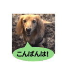 Elfie＆Shineスタンプ（個別スタンプ：7）