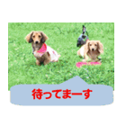 Elfie＆Shineスタンプ（個別スタンプ：19）