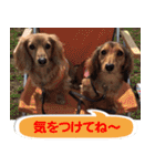 Elfie＆Shineスタンプ（個別スタンプ：27）