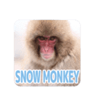 スノーモンキー(SNOW MONKEY)（個別スタンプ：1）