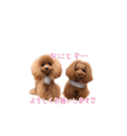 ちびちびプードル ベル＆メイ パート1（個別スタンプ：4）