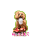 ちびちびプードル ベル＆メイ パート1（個別スタンプ：12）