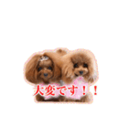 ちびちびプードル ベル＆メイ パート1（個別スタンプ：18）