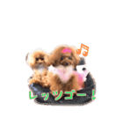 ちびちびプードル ベル＆メイ パート1（個別スタンプ：28）