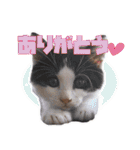モノとシューのスタンプ（個別スタンプ：2）